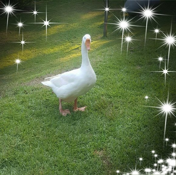 judysightler